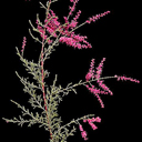 Tamarix ramosissima 'Rubra'